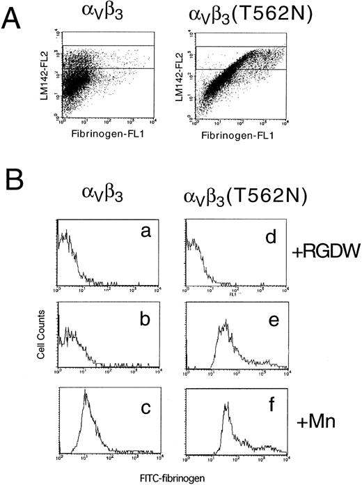 Fig. 7. Soluble fibrinogen binding to Vβ3 and Vβ3(T562N) transfected cells. Cells were preincubated with 1 mmol/L RGDW, 1 mmol/L manganese, or buffer with 10 μg/mL of anti-V antibody, LM142. After 30 minutes of incubation, cells were washed and then incubated with 150 μg/mL FITC-conjugated fibrinogen and PE-conjugated antimouse IgG for 30 minutes and analyzed by flow cytometry. (A) Dot blots represent FITC-fibrinogen (horizontal) and LM142 (vertical) binding in the absence of RGDW and manganese. (B) Fibrinogen binding to cells expressing high levels of Vβ3 (denoted by the rectangle in the dot blots) was analyzed on the histograms. (a through c) Wild-type Vβ3 transfected cells; (d through f) Vβ3(T562N) transfected cells. (a and d) With RGDW; (b and e) with buffer; (c and f) with manganese.