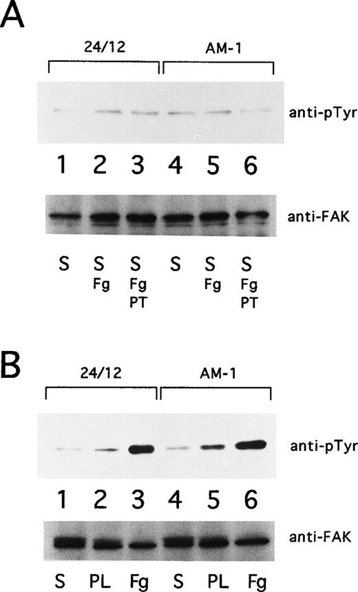 Fig. 8. pp125FAK phosphorylation. (A) 24/12 cells (lanes 1 through 3) or AM-1 cells (lanes 4 through 6) were maintained in suspension for 15 minutes with no addition (S; lanes 1 and 4), with the addition of 250 μg/mL of fibrinogen (S, Fg; lanes 2 and 5), and with addition of fibrinogen and 10 μg/mL of Fab fragments of PT25-2 (S, Fg+PT; lanes 3 and 6). (B) 24/12 cells (lanes 1 through 3) or AM-1 cells (lanes 4 through 6) were allowed to become adherent to immobilized fibrinogen (Fg; lanes 3 and 6) or poly-L lysine (PL; lanes 2 and 5) or were maintained in suspension (S; lanes 1 and 4) for 30 minutes. The cells were lysed and pp125FAK was immunoprecipitated with an anti-FAK polyclonal antibody. Phosphotyrosine was detected with 4G10 (upper panel), and blots were reprobed with anti-FAK to assess gel loading (lower panel).
