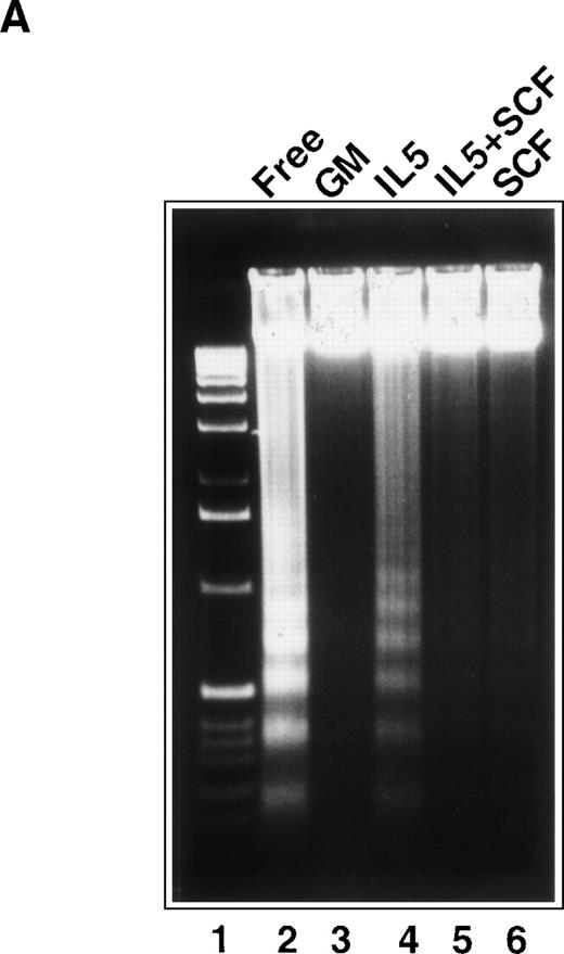 Fig. 3. Synergistic antiapoptotic activity of SCF and IL-5 in TF-1 cells. (A) DNA fragmentation assay. The genomic DNA was prepared from TF-1 cells treated with various combinations of cytokines as indicated in the figure and was subjected to agarose gel electrophoresis. The dose of cytokines used in these experiments was identical to those used in Fig 1. (B) Histone releasing assay. TF-1 cells were cultivated in the indicated cytokines and the released cytosolic contents were subjected to histone measurement according to the manufacturer’s instruction. Data shown are the averages of two independent duplicated experiments. The difference between the values in columns SCF and IL5 + SCF was statistically significant (P<< .001). The relative antiapoptotic activities for cells cultured in various conditions are referred to that of cells in cytokine-free medium (set as 0%) and in GM-CSF–containing medium (set as 100%) and are shown underneath the bar graph.