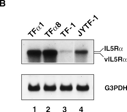 Fig. 4. Establishment of hIL5R overexpressing TF-1 cells. (A) Surface expression of hIL5R protein in TF-1, JYTF-1, and hIL5R transfectants TF1 and TF8 cells. The target cells were cultured in IL-5 for 24 hours and then subjected to flow cytometric analysis as described in Materials and Methods. The primary antibody was either a control mouse IgG (dashed line) or a mouse monoclonal anti-hIL5R antibody (solid line). The X-axis indicates the viable cell number and the Y-axis shows the fluorescence intensity. (B) Expression of the virus-derived IL5R mRNA in TF1 and TF8 cells. Total RNA was isolated from the indicated cell lines and 20 μg of RNA was analyzed by Northern blot hybridization. Probes used were cDNA-specific for the IL5R gene (upper panel) or for the glyceraldehyde-3–phosphate dehydrogenase (G3PDH) gene (lower panel), which were used as internal controls for the loading control. The positions of the endogenous full-length IL5R mRNA (IL5R) and the virus-encoded IL5R mRNA (v IL5R) are indicated at the right-hand side of the figure. (C) Distinct growth curve of TF-1, JYTF-1, TF1, and TF8 cells in IL-5. Cells were grown in the absence of cytokine (○) or in the presence of GM-CSF (□) or IL-5 (▵) at densities of 5 × 105 cells/mL and 1 × 105 cells/mL (GM-CSF and IL-5), respectively. Viable cell number was counted at 0 hours, 24 hours (day 1), and 48 hours (day 2) after seeding and was converted into the percentage of initial cell number (at day 0) as shown on the left-hand side of each plot. Each value is the average of four independent measurements.