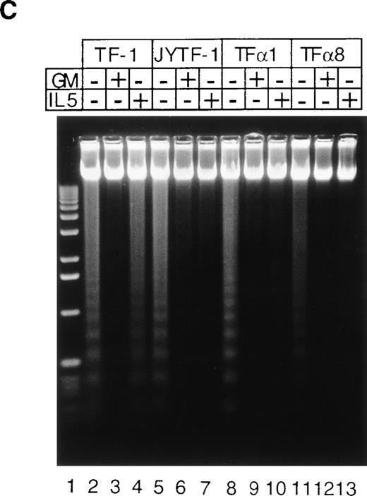 Fig. 6. Suppression of apoptosis by overexpression of IL5R in TF-1 cells. (A) Microscopic measurement. Cells were grown in indicated culture media for 24 hours and the percentage of apoptotic cells in the whole population was calculated from the photomicrographs (see Materials and Methods). Each number represents the average of two independent measurements. For each measurement, 300 cells were counted in cytokine-free cultures (□); 500 cells were counted in GM-CSF– (▪) and IL-5–containing (▨) medium. (B) Histone-releasing assay. Cells were treated as described in (A), and were lysed to release the cytoplasmic contents. The bound nucleosomes were detected with ELISA as described in Materials and Methods. A representative set of data of three independent duplicated experiments is shown and each number is the average of two measurements. (C) DNA fragmentation analysis. Cells grown in the cultures as described in (A) were harvested and the genomic DNA was prepared and analyzed as described in Fig 3A and Materials and Methods. A molecular weight marker (1 kb ladder from Life Technology, Gaithersburg, MD) is loaded at the left-hand side of the figure.
