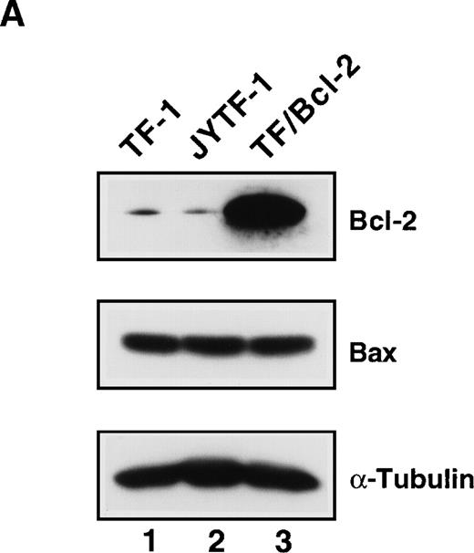 Fig. 7. Overexpression of Bcl-2 oncoprotein rescues the proliferation of TF-1 cells in IL-5. (A) Overexpression of Bcl-2 protein in TF/Bcl-2 cells. Two hundred and fifty micrograms of protein lysates from each indicated cell line were analyzed by Western blot for the expression of Bcl-2, Bax, and -tubulin proteins (indicated at the right-hand side of the figure). (B) The growth curves of TF/Bcl-2 cells in the indicated culture media. TF/Bcl-2 cells were grown in media as indicated and the viable cell numbers were determined at each time point by trypan blue staining. (C) TF/Bcl-2 and TF8 cells were refractory to SCF stimulation in IL-5–containing medium. TF-1, TF8, and TF/Bcl-2 cells were treated with IL-5 alone (□), SCF alone (▨), or IL-5 + SCF (▪) and the numbers of viable cells were determined by trypan blue staining at different time points. The dose of cytokines was the same as described in Fig 1. The results were the averages from three duplicated experiments. The error bars represent the standard deviations.
