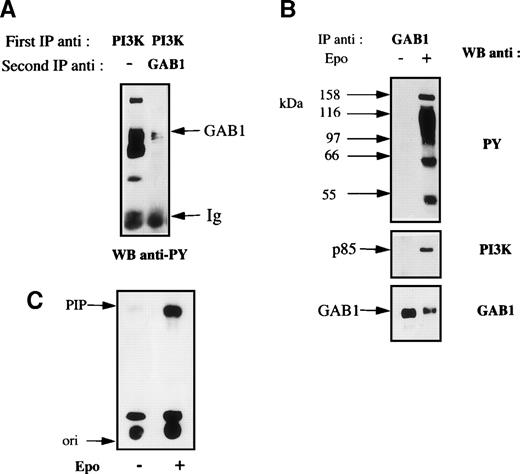 Fig. 2. GAB1 association with PI 3-kinase in Epo-stimulated cells. (A) Anti–PI 3-kinase immunoprecipitates were prepared from Epo-stimulated UT-7 cells as described in Fig 1. Half of the immunoprecipitates were saved for direct analysis by Western blot and the remaining was denatured by boiling in nonreducing Laemmli sample buffer, diluted with solubilization buffer, and reimmunoprecipitated using anti-GAB1 antibodies. Both samples were analyzed by Western blot using antiphosphotyrosine (anti-PY) antibodies. (B) UT-7 cells were serum- and growth factor-starved for 18 hours and incubated for 10 minutes in the presence (+) or absence (−) of 10 U/mL Epo. The cells were then lysed using 1% Brij 98 and cleared lysates from 107 cells were immunoprecipitated using anti-GAB1 antibodies. Immunoprecipitates were analyzed by Western blot using antiphosphotyrosine antibodies (PY). The blot was stripped and reprobed with anti–PI 3-kinase antibodies and anti-GAB1 antibodies, successively. (C) Anti-GAB1 immunoprecipitates from UT-7 cells stimulated for 10 minutes with 10 U/mL Epo or from control cells were prepared and tested for PI 3-kinase activity as described in Materials and Methods. The lipid products were separated by thin-layer chromatography, and the migration position of phosphatidylinositol 3-phosphate (PIP) was determined by comparison with authentic unlabeled PIP run in adjacent lanes and shown by iodine staining. “Ori” indicates the origin of migration.