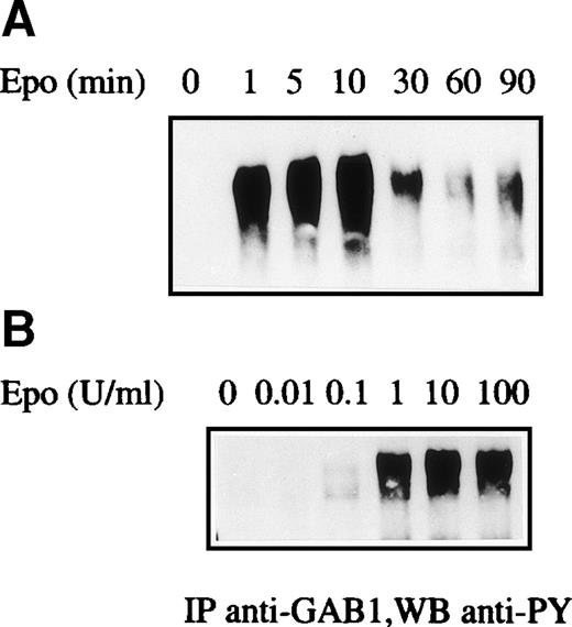 Fig. 3. Characteristics of Epo-induced GAB1 tyrosine phosphorylation. Serum- and growth factor-deprived UT-7 cells were stimulated for various times with 10 U/mL Epo (A) or for 10 minutes with various Epo concentrations (B). Cleared lysates were then prepared and immunoprecipitated with anti-GAB1 antibodies. Immunoprecipitates were analyzed by antiphosphotyrosine (anti-PY) antibodies. Assuming an equilibrium constant of dissociation of 200 pmol/L for the Epo receptor in UT-7 cells,29 receptor occupancy is 2% for 10 mU/mL Epo, 18% for 100 mU/mL, 70% for 1 U/mL, 95% for 10 U/mL, and 99.5% for 100 U/mL. Because apparent binding equilibrium was not achieved after 10 minutes of incubation for Epo concentrations less than 1 U/mL (data not shown), receptor occupancy for Epo concentrations of 10 mU/mL and 100 mU/mL was probably slightly lower than the indicated values.