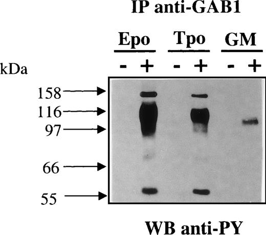 Fig. 4. TPO and GM-CSF induced the tyrosine phosphorylation of GAB1. UT-7 cells stably transfected with the TPO receptor (c-mpl) and parental UT-7 cells were stimulated for 10 minutes with 50 ng/mL TPO, 10 U/mL Epo, or 25 ng/mL GM-CSF. Cleared lysates were immunoprecipitated with anti-GAB1 antibodies and immunoprecipitates were analyzed by Western blot using antiphosphotyrosine antibodies (anti-PY).