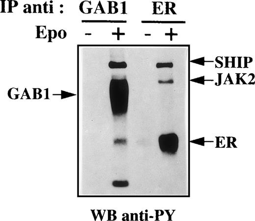 Fig. 5. The Epo receptor is not detected in anti-GAB1 immunoprecipitates. Anti-GAB1 and anti-EpoR immunoprecipitates were prepared from UT-7 cells stimulated for 10 minutes with 10 U/mL Epo or from control cells. These immunoprecipitates were analyzed by Western blot using antiphosphotyrosine (anti-PY) antibodies.