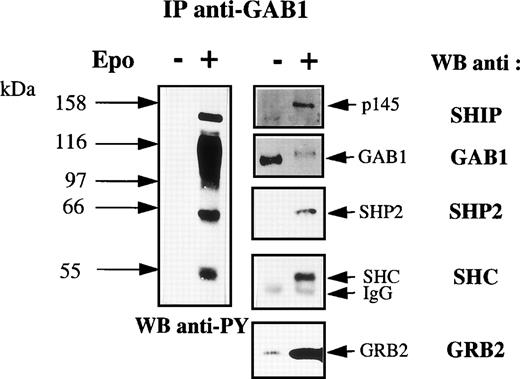 Fig. 6. Identification of the GAB1-associated proteins. Anti-GAB1 immunoprecipitates were prepared from UT-7 cells stimulated for 10 minutes with 10 U/mL Epo or from control cells and analyzed by Western blot using antiphosphotyrosine (anti-PY) antibodies. The blot was stripped and reprobed with anti-SHIP, anti-SHP2, anti-SHC, anti-GRB2, and anti-GAB1 antibodies, successively.