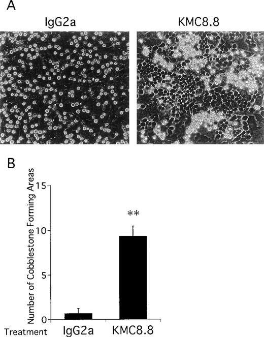 Fig. 4. Antibody ligation of CD9 in cocultures of EML-C1 and MS-5 cells results in increased cobblestone formation. EML-C1 cells were cocultured with MS-5 cells for 5 days and typical cultures were photographed at the magnification of 400×. (A) Hematopoietic cells were observed growing under MS-5 cells as phase-dark cobblestones in the presence of 1 μg/mL KMC8.8 (right panel) or isotype matched control antibodies (left panel). (B) Numbers of cobblestone areas per 3.5-cm dishes were also counted with a phase-contrast inverted microscope. Results represent the mean ± SD of triplicate cultures and statistically significant differences from control values are indicated by two (P < .01) asterisks. The results are typical of three similar experiments.