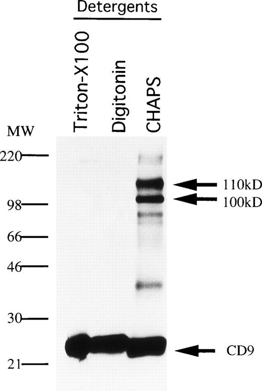 Fig. 6. Association molecules of CD9 in MS-5 cells. MS-5 stromal cells were surface-labeled with biotin and lysed with the indicated detergents (Triton-X100, digitonin, CHAPS). The cell lysates were immunoprecipitated with KMC8.8. The blot was reacted with avidin-biotin-immunoperoxydase complex, and the proteins were visualized using an ECL chemiluminescence system.