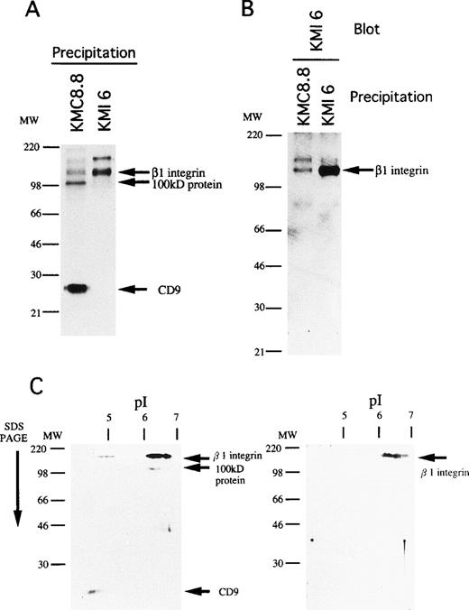 Fig. 7. The 110kD association molecule of CD9 is β1 subunit of integrin. (A) MS-5 cells were surface-labeled with biotin, lysed, and then immunoprecipitated with KMC8.8 or KMI6, an anti-β1 antibody. The blot was reacted with avidin-biotin-immunoperoxydase complex and the proteins were visualized using an ECL chemiluminescence system. (B) The cell lysates of MS-5 cells were immunoprecipitated with the indicated antibodies. The blot was probed with biotinylated KMI6, followed by reacting with avidin-biotin-immunoperoxydase complex, and the proteins were visualized using an ECL chemiluminescence system. (C) MS-5 cells were surface-labeled with biotin, lysed, and then immunoprecipitated with KMC8.8 or KMI6. The immunoprecipitates were separated by isoelectric focusing in the first dimension, then subjected to SDS-PAGE in the second dimension. The blot was reacted with avidin-biotin-immunoperoxydase complex, and the proteins were visualized using an ECL chemiluminescence system. The immunoprecipitates by KMC8.8 (left panel) and KMI6 (right panel) were compared.