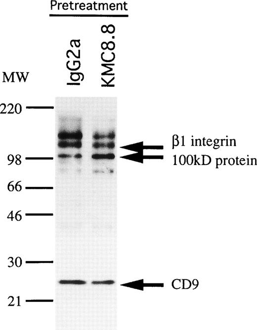 Fig. 8. Association of a 100 kD protein with CD9 on stromal cells is increased by CD9 ligation. MS-5 cells were preincubated with KMC8.8 or control antibodies for 15 minutes, biotin labeled, and then lysed before immunoprecipitation with KMC8.8. Densitometry showed that the quantity of 100 kD protein in the pellets increased an average of 2.7-fold in three experiments by ligation of cells with CD9.