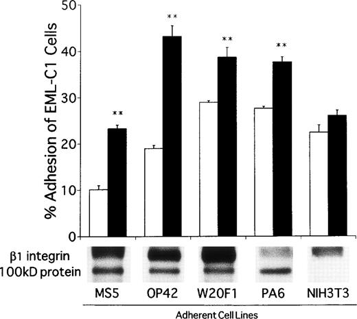 Fig. 9. CD9 ligation promotes adhesion of EML-C1 cells to many stromal cells that express a CD9-associated 100 kD molecule. The adherent cells used in this panel were surface-labeled and analyzed by immunoprecipitation as illustrated in Fig 6 and, with the exception of NIH3T3 fibroblasts, all had a 100 kD protein that associated with CD9. EML-C1 cells were plated on each of these adherent cell types in the presence of 1 μg/mL KMC8.8 or isotype-matched control antibodies before evaluation of adhesion as described in the Materials and Methods. Results represent the mean ± SD of triplicate cultures. Statistically significant differences from control values are indicated by two (P < .01) asterisks.