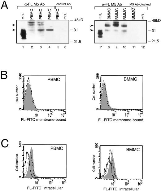 Fig. 1. Expression of FL in PBMC or BMMC. (A) Immunoblot analysis of FL. Recombinant human CHO-derived FL (rhFL; 5 ng; lanes 1 and 7) or cell lysates from 1 × 106 PBMC (lanes 2 through 4) or BMMC (lanes 8 through 10) from 3 healthy donors were analyzed by Western blotting with anti-FL MoAb M5. Controls: lanes 5 and 6, PBMC and rhFL, respectively, analyzed with rat IgG2a (control Ab); lanes 11 and 12, BMMC and rhFL, respectively, analyzed with M5 preincubated with 50-molar excess of rhFL before probing (M5 Ab-blocked). Migration of protein size markers is indicated; arrowheads point to 30- and 36-kD proteins. The amount of FL can be estimated as approximately 1 to 5 ng/106 mononuclear cells, because signals are weaker than those given by 5 ng of rhFL (lanes 1 and 7) and no signal is given by 1 ng of loaded rhFL (not shown). (B) Flow cytometric analysis of cell surface FL. PBMC or BMMC were stained with FITC-conjugated MoAb M5 (shaded area) or with FITC-conjugated control rat IgG2a (broken line). (C) Flow cytometric analysis of intracellular FL. PBMC or BMMC were preincubated with MoAb M5 to block cell surface FL, permeabilized with 0.1% saponin, and stained with FITC-conjugated M5 (shaded area). Control staining was with FITC-conjugated M5 preincubated for 30 minutes with a 100-fold excess of rhFL (solid line) or BSA (dotted line).