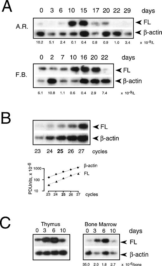 Fig. 7. Expression of FL mRNA during aplasia. (A) Semiquantitative RT-PCR analysis in PBMC from patients during chemotherapy treatment. Twenty-five PCR cycles were performed under conditions of the linear accumulation of FL and β-actin PCR products (B). Southern blots were hybridized with 32P-labeled internal probes, and radioactivity in each band was quantified by phosphorimaging analysis. Autoradiography was for 4 hours (FL) and 30 minutes (β-actin). Three analyses were performed for each of 4 analyzed patients; representative results for 2 patients are shown. Days of treatment are indicated above and peripheral leukocyte counts below the autoradiograms. Methods more accurate than RT-PCR could not be applied given the extremely limited availability of patients’ cells at the time of treatment. (C) Semiquantitative RT-PCR analysis in mouse tissues during irradiation-induced aplasia. Mice received 8.0 Gy total body irradiation. RNA was isolated before irradiation (day 0), during aplasia (days 3 and 6), and at the beginning of recovery (day 10), and FL mRNA expression was analyzed as described above. Three analyses were performed for 2 animals; representative results are shown. The BM nucleated cell count per femur plus tibia is indicated below the autoradiogram.
