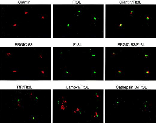Fig. 5. Localization of intracellular FL (Flt3L) in T lymphocytes. Two-color immunofluorescence confocal microscopy of T cells purified from PB of a healthy donor was performed after staining with anti-FL MoAb M5 followed by FITC-labeled goat antirat IgG (green) and with antibodies against giantin, ERGIC-53, transferrin receptor (TfR), lamp-1 (all mouse IgG1), and cathepsin D (rabbit IgG), followed by secondary Cy3-labeled goat antimouse IgG or goat antirabbit IgG, as appropriate (red signals). Areas of exact overlap of green FL signal with red signals of giantin or ERGIC-53 are highlighted in yellow.