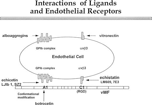 Fig. 9. Interactions of ligands with endothelial cell receptors. This figure shows a putative scheme of the interaction between vβ3 and GPIb complex with vWF, vitronectin, and alboaggregins. The GPIb complex is composed of seven molecules. One molecule of GPV is flanked symmetrically by two molecules of GPIX, GPIb, and GPIbβ. vWF interaction with vβ3, mediated by the C1 domain, is inhibited by echistatin and MoAbs LJ1b and SZ2. Botrocetin alters the conformation of the A1 domain of vWF so that it can interact with GPIb complex. This interaction can be blocked by echicetin and by anti-GPIb MoAbs LJIb and SZ2. The GPIb complex and vβ3 cooperate in binding vWF, but each of these two receptors may independently bind specific ligands. Alboaggregins bind to the GPIb complex, and vitronectin binds to vβ3. Each of these interactions leads to cell spreading and cytoskeletal mobilization.