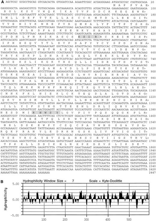 Fig. 1. Deduced amino acid sequence of PSP. (A) Shaded boxes highlight a potential PKC phosphorylation site at residues 128-131 and a casein kinase II phosphorylation site at residues 440-444. (B) Kyte-Doolittle41 hydrophilicity plot of the PSP sequence.