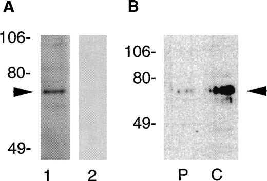 Fig. 2. Detection of PSP in human platelets by immunoblotting. Platelets were lysed in 1% Triton X-100 and the lysate was subjected to SDS-PAGE (2 × 106 cells/lane). (A) Platelet proteins electroblotted to polyvinylidene difluoride membranes were probed with immune (lane 1, 1:500) or preimmune sera (lane 2, 1:500) generated against a peptide sequence of PSP spanning residues 269-277. Relative migration of protein standards (in kilodaltons) is indicated at left. The arrow indicates PSP. (B) Cellular distribution of PSP in platelets. The cellular fractions from human platelets were subjected to SDS-PAGE (2.1 × 106 cells/lane) and immunoblotted with anti-PSP sera. The particulate fractions are shown in lane P. The cytosolic fractions are shown in lane C.