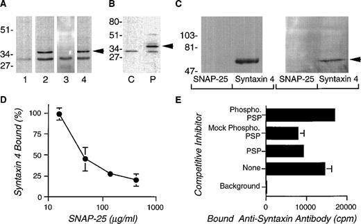 Fig. 4. Syntaxin 4 in human platelets and its interaction with PSP. (A) Platelet lysates treated with Triton X-100 (1%) were subjected to SDS-PAGE on 15% gels and electroblotted to membranes. The blots were incubated with (lane 1) preimmune serum at 1:1,000, (lane 2) anti-syntaxin 4 antibody at 1:1,000, (lane 3) anti-syntaxin 4 antibody absorbed with recombinant glutathione-S transferase–syntaxin 4 at 1:1000, and (lane 4) anti-syntaxin 4 antibody absorbed with recombinant glutathione-S transferase at 1:1,000. Relative positions of molecular mass standards are indicated in kilodaltons. (B) Platelet cytosolic (C) or particulate (P) fractions (see above) were subjected to SDS-PAGE on 7.5% gels and immunoblotted with anti-syntaxin 4 antibody (1:1,000) as described above. The arrow indicates syntaxin-4 immunoreactivity. (C) Interaction of syntaxin 4 with PSP. r-PSP (left panel, 10 μg/300 μL) or human platelet lysate (right panel, 300 μL) was incubated with r-syntaxin or r-SNAP-25 coupled to glutathione sepharose beads overnight at 4°C. After a wash, protein bound to the beads was eluted with sample buffer and subjected to SDS-PAGE followed by immunoblotting with the anti-PSP peptide antibody (1:1,000). The arrow indicates the PSP-immunoreactive band. (D) Competition between r-SNAP-25 and r-PSP for binding to r-syntaxin 4. Various amounts of r-SNAP-25 (0 to 425 μg/mL, final) were mixed with125I-r-syntaxin 4 (∼100,000 cpm) and 50 μL was added to microtiter plate wells coated with r-PSP (50 μL, 0.15 μg/mL) in duplicate. After 1 hour, the wells were washed and the amount of bound125I-r-syntaxin 4 was determined by γ scintillation counting. The percentage of binding inhibition was determined by computing the fractional binding of 125I-r-syntaxin 4 to PSP in the presence of various amounts of r-SNAP-25, in comparison with the binding in the absence of an inhibitor, after correcting for nonspecific binding. (E) PKC-phosphorylation inhibits the binding of PSP to syntaxin 4. Microtiter plates coated with baculovirus expressed PSP or no PSP (background) were incubated with r-syntaxin 4 in the presence of equal amounts of various inhibitors: no PSP (none), PSP, mock-phosphorylated PSP, and PKC-phosphorylated PSP. To increase the sensitivity of the assay, the amount of PSP added as competitor was calibrated by preliminary assays to produce approximately 50% inhibition of r-syntaxin 4 binding. The amount of r-syntaxin 4 binding to the PSP-coated wells was determined by measuring the binding of anti-syntaxin 4 antibodies as detected by 125I-protein A.