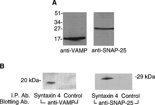 Fig. 5. VAMP and SNAP-25 are present in platelets and interact with syntaxin 4. (A) Detection of VAMP and SNAP-25 in platelet membranes. Platelet membranes (50 μg) solubilized in Triton X-100 (1%) were subjected to SDS-PAGE on 15% gels. Proteins were electroblotted to polyvinylidene membranes. The membranes were probed with monoclonal anti-VAMP antibody (SP10, 1:500 dilution) or monoclonal anti-SNAP-25 antibody (SP12, 1 μg/mL). Bound antibody was detected by an enhanced chemiluminescence method with a rabbit antimouse antibody coupled to peroxidase. Relative positions of molecular mass standards are indicated in kilodaltons. (B) VAMP and SNAP-25 coimmunoprecipitate with syntaxin 4. Triton X-100 (1%) solubilized platelet membranes (400 μL) were incubated overnight at 4°C with affinity-purified syntaxin 4 antibody or a control antibody. After washing, the bound proteins were eluted with sample buffer and subjected to SDS-PAGE and to immunoblotting with the anti-VAMP or anti-SNAP-25 antibodies as just described. Relative positions of molecular mass standards are indicated in kilodaltons.