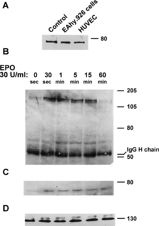 Fig. 1. EpoR expression and rHuEpo-dependent JAK-2 activation in EA.hy926 cells. (A) Twenty-five–microgram aliquots of the extracts of confluent EA.hy926 cells and HUVECs were run on 8% SDS-PAGE gel and probed with anti-EpoR rabbit antiserum. EpoR synthetic peptide was used as a positive control. (B through D) EA.hy926 cells were incubated with 30 U/mL rHuEpo in serum-free conditions for the indicated periods of time. Cell extracts were then immunoprecipitated with anti–JAK-2 antibody. Immunoprecipitates were subjected to 8% SDS-PAGE and probed with anti-phosphotyrosine antibody in a Western blot (B). After stripping of the membrane, immunoprecipitates were probed with anti-EpoR antibody (C). Note that EpoR coprecipitates with phosphorylated JAK-2. Uniform loading of the gel was shown by probing the membrane with anti–JAK-2 antibody (D).