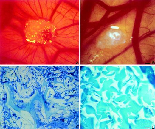 Fig. 5. rHuEpo stimulates angiogenesis in the chick embryo CAM. CAM of 12-day-old chick embryo incubated for 4 days with a gelatin sponge adsorbed with 10 U of rHuEpo. Note the presence of an increased number of blood vessels with a radially arranged spoked wheel pattern around the implant. (B) CAM of 12-day-old chick embryo incubated for 4 days with a sponge adsorbed with vehicle alone (PBS) used as negative control. No vascular response is detectable around the sponge. (C) Histological section of a gelatin sponge treated with 10 U of rHuEpo. Note the collagenous matrix containing numerous capillaries among the sponge trabeculae and a cellular infiltrate prevalently formed by fibroblasts. (D) Histological section of a sponge treated with PBS. No collagenous matrix, blood vessels, or fibroblasts are detectable. Bar for (A) and (B) is 25 μm and for (C) and (D) is 12.5 μm.