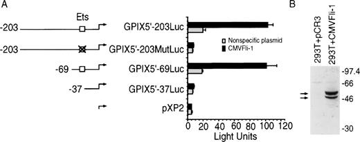 Fig. 1. Fli-1 transactivation of the GPIX promoter in 293T kidney fibroblasts. (A) Left: Diagrams of the luciferase reporter constructs used in Fli-1 transactivation assays. The open boxes identify intact GPIX Ets sites. The crossed out box identifies the region of the GPIX promoter containing the Ets site that is replaced with irrelevant sequence (See Materials and Methods). Plasmid pXP2 is a promoterless construct that encodes the luciferase gene. (A) Right luciferase activity, indicated as light units, generated in transiently transfected 293T kidney fibroblasts. Each sample was transfected with 1.5 μg of luciferase reporter construct and 4.5 μg of the Fli-1 expression vector, CMVFli-1, or nonspecific plasmid, normalized using a CMVβgal control plasmid. Error bars represent deviations between duplicate samples. Each plasmid was tested in at least seven independent experiments. (B) shows an immunoblot analysis of lysates derived from 293T kidney fibroblasts transfected with either pPCR3, the empty expression vector lacking Fli-1, or CMVFli-1. Arrows identify the two isoforms of Fli-1 and numbers indicate the migration pattern of molecular weight markers.
