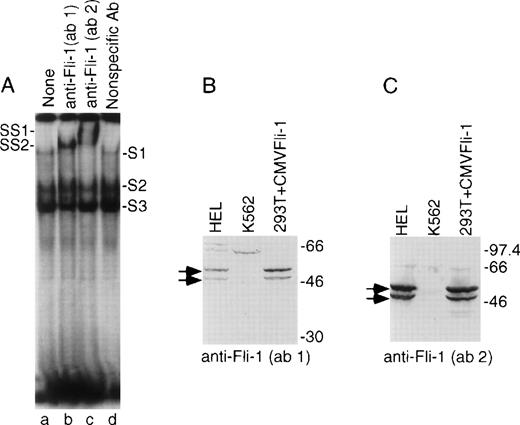 Fig. 2. Fli-1 in the hematopoietic HEL cell line binds to GPIX Ets sites. (A) Autoradiogram of a gel supershift experiment. Labeled double-stranded oligonucleotide corresponding to bases -54 to -34 within the GPIX promoter was mixed with nuclear extracts derived from HEL cells followed by addition of the indicated antibody. Shifted complexes are indicated as S1, S2, and S3. Supershifted complexes, observed only in lanes b and c, are indicated as SS1 and SS2. (B and C) Immunoblots of separated extracts from HEL cells (left lanes), K562 cells (center), and 293T cells (right) that were transiently transfected with the CMVFli-1 expression construct. (B) was probed with the anti–Fli-1 (ab 1) antibody used in (A) lane b. (C) was probed with the same anti–-Fli-1 (ab 2) antibody that was used in (A) lane c. Arrows identify bands of reactive protein that correspond to the sizes of the two isoforms of Fli-1. Numbers on right indicate molecular weight markers.