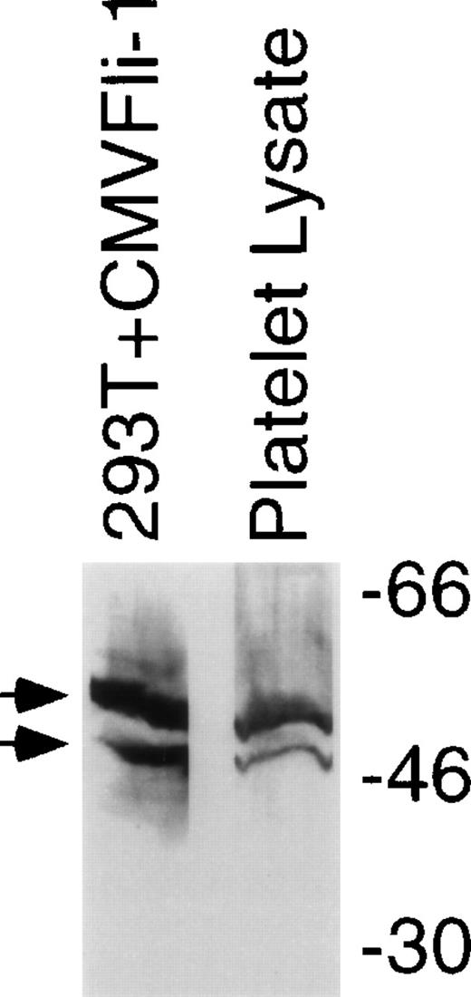 Fig. 4. Fli-1 protein is contained in platelets. Immunoblot analysis using an anti–Fli-1 antibody was performed on lysates derived from platelets that were separated in parallel with molecular weight markers (shown on right) and lysate derived from 293T cells transiently transfected with the CMVFli-1 expression construct. Arrows identify the two isoforms of Fli-1.
