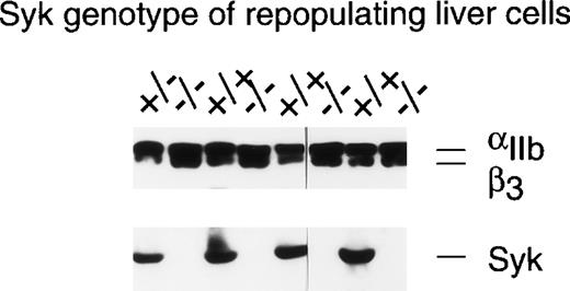 Fig. 1. Determination of IIbβ3protein expression in murine platelets using immunoblotting. This figure shows the analysis of platelets from 8 different radiation chimeras that were repopulated with liver cells of the indicated Syk genotype. One hundred microliters of PRP was washed with CGS and then solubilized in RIPA buffer. The proteins were separated by SDS-PAGE on a 7.5% gel and transferred to nitrocellulose. The resulting blot was cut in two at approximately the 80-kD point. The upper portion of the blot was immunoblotted with the anti-IIbβ3polyclonal #41. The lower portion of the blot was probed with the anti-Syk antiserum #2131. As little as 3% contamination of Syk null platelets with Syk-expressing platelets could be detected by this method.