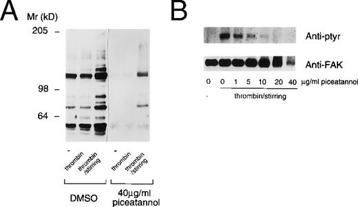 Fig. 6. Piceatannol inhibition of protein tyrosine phosphorylation in platelets. Human platelets were pretreated with DMSO or piceatannol (40 μg/mL) for 10 minutes at room temperature before the addition of PBS (−), 0.1 U/mL thrombin, or 0.1 U/mL thrombin plus stirring. After 2 minutes, the platelets were solubilized in RIPA buffer and the proteins were separated by SDS-PAGE on an 8% gel and transferred to nitrocellulose. (A) Total protein lysates. (B) FAK immunoprecipitated from platelet lysates. In each case the blots were probed with the antiphosphotyrosine antibodies 4G10 and PY-20. (B) The blot stripped and reprobed with the anti-FAK antibody to confirm equal loading of protein. Proteins were visualized using ECL detection methods. The molecular weight standards are indicated to the left.