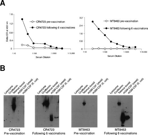 Fig. 3. Patients immunized with rhGM-CSF as an adjuvant may develop an antibody response to rhGM-CSF. (A) Serum antibody response by ELISA for rhGM-CSF for two patients, CR4723 and MT8463, before starting the vaccine study (○) and after completing all six immunizations (•). (B) Western blot analysis of sera analyzed in (A). Polyacrylamide gel lanes include 0.1 μg lysozyme (negative control), 0.1 μg ovalbumin (negative control), 10 LFU tetanus toxoid (positive control), 0.1 μg yeast-expressed rhGM-CSF, 0.1 μg E. coli-expressed rhGM-CSF. Panels show the antibody responses from the prevaccination sera of patients CR4723 and MT8463 and with the sera obtained after six vaccinations.