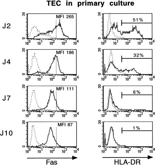 Fig. 2. Fas and HLA-DR expression is lost during culture of TEC. Primary cultures of human TEC were established as described in Materials and Methods. TEC were collected after 2, 4, 7, or 10 days of primary culture by trypsin treatment and then labeled with FITC-conjugated anti–HLA-DR or anti-Fas antibodies. TEC were first incubated with anti-Fas monoclonal antibody for 30 minutes at 4°C, then washed in HBSS supplemented with 5% fetal serum calf, stained with biotin-coupled goat antimouse IgG antibody, washed, and incubated with streptavidin/Quantum Red conjugate. Cell labeling was analyzed on a FACScan flow cytometer. Vertical bars on Fas histograms indicate the Fas MFI level in TEC on day 2. Fas antigen expression fell during culture, similarly to HLA-DR antigen expression.
