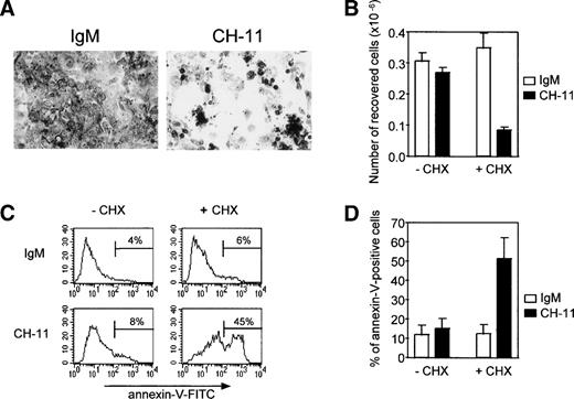Fig. 5. Resistance to Fas-induced apoptosis of human TEC on day 4 of primary culture can be raised by concomitant addition of cycloheximide. TEC were collected on day 3 of primary culture and subcultured in 24-well plates. After a 24-hour period to allow cells to adhere, 0.5 μg/mL agonistic anti-Fas IgM antibody (clone CH-11) or 0.5 μg/mL mouse IgM antibody was added in the presence or absence of 10 μg/mL cycloheximide. (A) After cell fixation in ethanol containing 5% acetic acid, cells were stained with Toluidine blue and photographed. In the absence of cycloheximide, no change in cell density was observed (data not shown). When cycloheximide was added, cell density was clearly reduced in the presence of agonistic anti-Fas antibody (clone CH-11) in comparison to cells treated with IgM. (B) Living cells recovered from 0.5 × 106 cells subcultured in 24 wells on day 3 were counted after the culture by using the Trypan blue exclusion method. In the absence of cycloheximide, the number of cells collected was not significantly modified by anti-Fas. By contrast, when cycloheximide was added, the number of cells recovered was clearly reduced in the presence of anti-Fas. Data are the means ± SEM of three independent experiments. (C) Apoptosis was analyzed by quantifying phosphatidylserine residues exposed on the external cell membrane. Annexin-V binding was performed as previously described. A representative analysis shows that TEC undergo anti-Fas (CH-11)–induced apoptosis in the presence of cycloheximide, because the proportion of annexin-V–positive cells is increased relative to IgM treatment, whereas TEC were resistant in the absence of cycloheximide. (D) Data are the means ± SEM of four independent experiments.