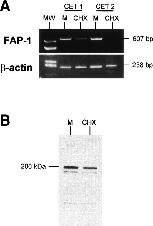 Fig. 6. Downregulation of FAP-1 expression in TEC in the presence of cycloheximide. TEC on day 4 of primary culture were incubated for 24 hours with 10 μg/mL cycloheximide (CHX) or in medium (M). (A) mRNA was extracted and submitted to RT-PCR. In two independent experiments, treatment of TEC with cyloheximide induced a clear decrease in FAP-1 mRNA levels, whereas β-actin expression was not modified. (B) Western blot analysis of FAP-1 expression. TEC were solubilized, and 20 μg total protein in each condition was analyzed on SDS-PAGE 7.5% and transferred to PVDF membranes. The blot was incubated with anti–FAP-1 antibody and then with peroxidase-conjugated antigoat Ig. Immunoreactivity was determined using the ECL chemiluminescence reaction. A major protein band (apparent molecular weight, 200 kD) was decreased in the presence of cycloheximide.