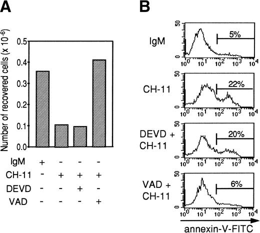 Fig. 8. Z-VAD-fmk, contrary to Z-DEVD-fmk, inhibits Fas-mediated apoptosis in cytokine-activated TEC. A representative experiment (from 3 independent experiments) is shown. Human TEC were activated for 48 hours with 1 ng/mL IL-1-β, 10 ng/mL TNF-, and 500 U/mL IFN-γ. After two washes, cells were preincubated with 20 μmol/L Z-VAD-fmk or 20 μmol/L Z-DEVD-fmk where indicated, before adding 0.5 μg/mL IgM or 0.5 μg/mL anti-Fas. Twenty-four hours later, cells were harvested and the number of living cells was measured using the Trypan exclusion dye method (A); annexin-V–FITC binding was also measured (B).