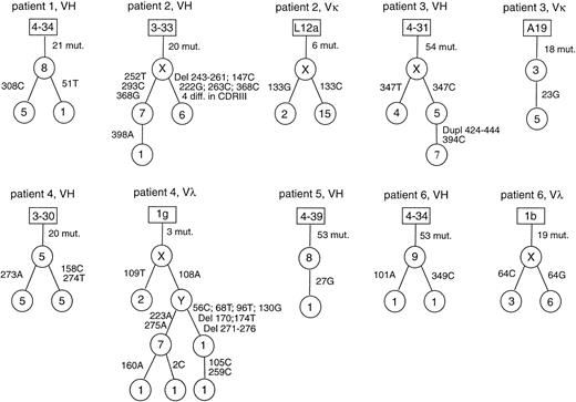 Fig. 1. Intraclonal diversity in TCRBCL. Genealogical trees for the potentially functional rearrangements with intraclonal diversity. Letters and figures in the rectangles are the designations of the germline genes with the greatest homologies. Assumed intermediates in the genealogical trees are designated with X and Y. Figures in the circles indicate how often a specific sequence variant was found. Beside the lines connecting the sequence variants, positions of nucleotide exchanges and the new nucleotides are given. Mixed clonal sequences are excluded from this figure.