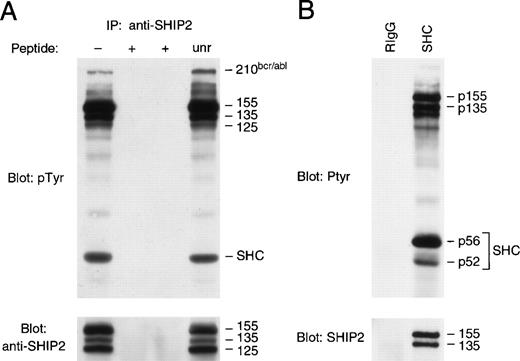 Fig. 5. Identification of the Ptyr 155 with anti-SHIP2 antibodies. (A) Proteins precipitated from lysates of K562 cells (10 × 106) by anti-SHIP2 antibodies were separated by SDS-PAGE and transferred to Immobilon. Before immunoprecipitation, antibodies were incubated for 20 minutes with the indicated peptide: (−) no peptide; (+) antigenic peptide at 20 μmol/L and 100 μmol/L; and (unr) unrelated peptide at 20 μmol/L. Blot was probed with the anti-Ptyr MoAb, 4G10, and reprobed with anti-SHIP2 antibodies. Molecular weights (in kilodaltons) are indicated on the right side of each panel. (B) NP-40 lysates of K562 cells (10 × 106) were immunoprecipitated with rabbit antibodies to SHC or to mouse IgG (RIgG). Immunoprecipitates were separated by SDS-PAGE, transferred to Immobilon, and immunoblotted with 4G10 and reprobed with anti-SHIP2 antibodies.