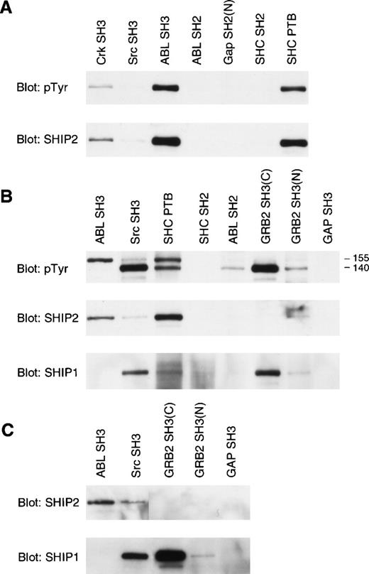 Fig. 6. Ptyr 155 SHIP2 selectively binds to PTB domain of SHC and the SH3 domain of Abl. NP-40 lysates from 10 × 106 (A) K562, (B) R10+, and (C) M07 cells were mixed with GST-fusion protein immobilized on glutathione-agarose beads for 2 hours at 4°C. Precipitated proteins were resolved by SDS-PAGE and immunoblotted with 4G10. The filter was stripped and immunoblotted sequentially with anti-SHIP2 and anti-SHIP1 antibodies.