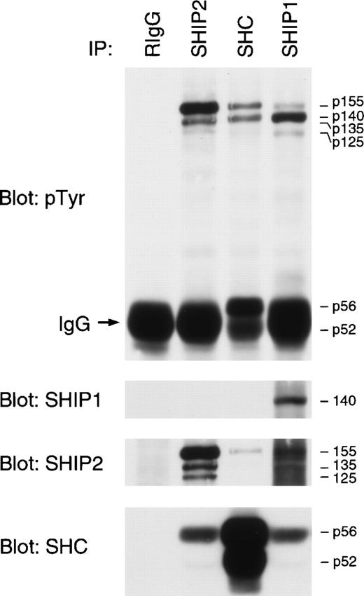Fig. 7. SHIP2 and SHIP1 are constitutively tyrosine phosphorylated in primary human CP CML progenitor cells. Lysates of primitive blasts were subjected to immunoprecipitation with the indicated antibodies. After blotting with 4G10, the blot was stripped and reprobed sequentially with anti-SHIP1, anti-SHIP2, and anti-SHC antibodies. IgG refers to Ig heavy chain. A representative experiment is shown.