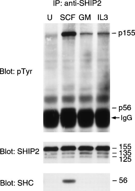 Fig. 9. SHIP2 is a target for tyrosine phosphorylation after stimulation of M07 cells with SCF, IL-3, and GM-CSF. Starved M07 cells were left untreated (U) or treated with SCF, GM-CSF, or IL-3 (100 ng/mL) for 5 minutes at 37°C and then lysed. NP-40 lysates (10 × 106 cell equivalents) were immunoprecipitated with anti-SHIP2 antibody. Immunoprecipitates were separated by SDS-PAGE, transferred to Immobilon, and immunoblotted with 4G10. Blot was reprobed sequentially with anti-SHIP2 and anti-SHC antibodies.