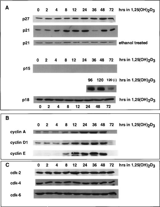 Fig. 2. Effect of 1,25(OH)2D3 on the levels of CKIs (A), cyclins (B), and CDKs (C) in U937 cells. Whole cell extracts isolated from cells grown in the absence or presence of 1,25(OH)2D3 (1 × 10−7 mol/L) for 0 to 72 hours were analyzed by Western blot. Twenty micrograms of whole cell extract was used in each lane and probed with antibodies to the indicated proteins. As a control, cells were grown for 72 hours in the absence of ligand (ethanol alone), and a representative Western blot probed with p21 antibody is shown in (A). Note that for p15 protein, samples were assayed up to 120 hours of treatment with ligand.