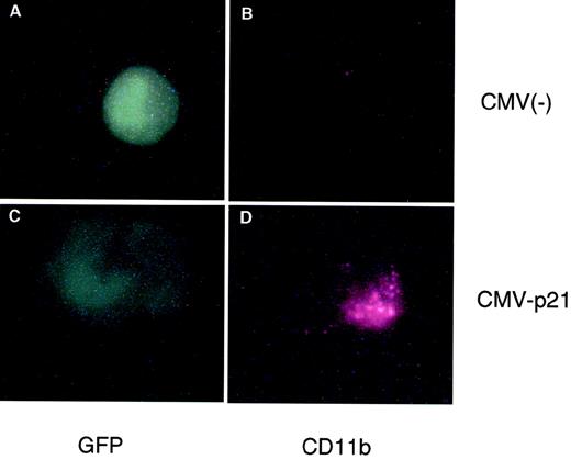 Fig. 4. Transient overexpression of p21 induces macrophage differentiation of U937 cells. Shown is an immunofluorescent double staining of a transfected cell. Exponentially growing U937 cells were cotransfected with an empty CMV expression vector (top panel) or a CMV vector containing p21 cDNA (bottom panel) together with a CMV plasmid expressing Green Lattern Protein, a modified version of GFP. Green fluorescence was used as a marker for transfected cells (A and C). CD11b expression was detected using a Texas red-conjugated antimouse secondary antibody (B and D). Note the morphological change evident in the CMV-p21-transfected cell (C) compared with the CMV(−) cell (A).