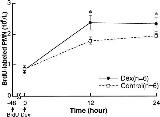 Fig. 6. Changes in BrdU-labeled PMN counts in the circulation after IV injection of either 2.0 mg/kg dexamethasone (n = 6) or saline (n = 6). BrdU (100 mg/kg) was administered intravenously 48 hours before dexamethasone treatment. Values are expressed as the means ± SEM of the number of BrdU-labeled PMN in circulation. BrdU-labeled PMN counts increased by 12 hours and remained high until 24 hours in both groups. The counts were higher in dexamethasone-treated rabbits than in controls. *P < .05 compared with control; Dex, dexamethasone.