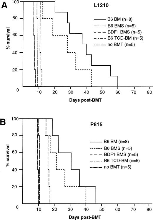 Fig. 3. GVL effect after allo-BMT. GVL effect was evaluated in BDF1 mice that were inoculated IV with 1 × 104 L1210 cells (A) or 1 × 105 P815 cells (B) 2 days before the BMT as described in Fig 1A. (A) Mice inoculated with L1210 and P815 cells died within 8 and 10 days, respectively, when they received irradiation alone without BMT (no BMT). Transfer of B6 TCD-BM or syngeneic BDF1 BMS resulted in early leukemia relapse. Recipients of B6 BM or BMS survived longer than the above-noted three groups, but all mice died within 60 days. Data represent the results of three similar experiments.