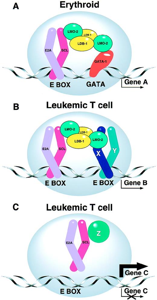 Fig. 1. (A) SCL forms part of a multiprotein complex. SCL normally interacts with other transcription factors in erythroid cells to form a multiprotein complex that contains transcription factors such as GATA-1, LMO-2, LDB-1, and E2A proteins.74 As a result, “Gene A” is appropriately regulated. The precise stoichiometry of the complex is not known. (B and C) Models for the leukemogenic effect of SCL expression in T cells. (B) The leukemogenic effect of ectopic SCL expression in T cells may involve aberrant activation of target genes (Gene B), perhaps by a complex involving additional bHLH proteins (eg, X and Y).76 (C) Alternatively ectopic SCL expression may sequester E2A and/or other T-cell proteins (eg, Z), thereby upregulating or downregulating expression of their normal target genes (Gene C).