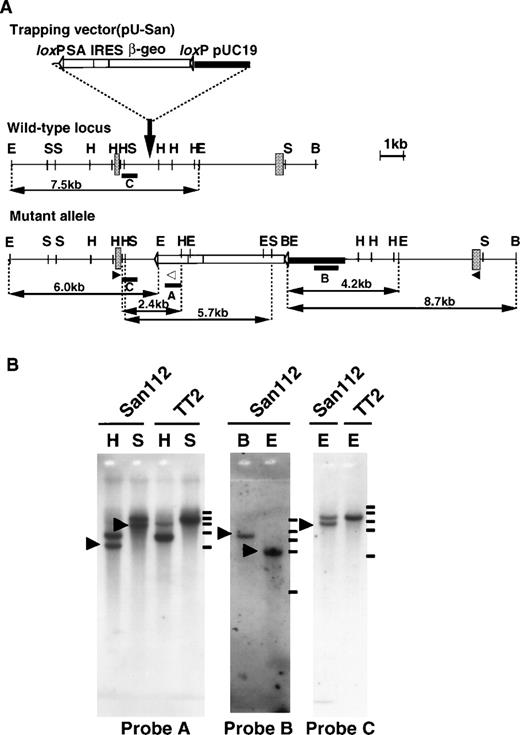 Fig. 1. Insertional mutation of the CBP gene. (A) The structures of the trapping vector (top), the wild-type allele (middle), and the mutant allele (bottom) are shown. The trapping vector, pU-San, contains two loxP sequences, a splice acceptor region (SA) of the mouse En-2 gene, an internal ribosomal entry site (IRES), a β-galactosidase/neomycin phosphotransferase fusion gene, the SV40 polyadenylation sequence (β-geo-pA), and the pUC19 vector as indicated. The gray boxes represent exons. Restriction enzyme sites (B, BamHI; E, EcoRI; H,HindIII; S, SphI), the location of probes (bars) used to confirm single integration of trapping vector, and the expected fragment sizes are indicated. Probe A is anSpeI-BgIII fragment in the SA of the trapping vector; probe B is an ScaI-XbaI fragment in pUC sequences of the trapping vector; probe C is theHindIII-XhoI fragment immediately upstream of the vector integrated region. The open and closed arrowheads indicate the location of primers used in RT-PCR for genotyping. (B) Southern blot analysis of an Ayu-San112 ES clone and a normal TT2 ES cell. (Left) A blot using HindIII (H) or SphI-digested (S) DNA hybridized with probe A. (Middle) A blot BamHI- (B) or EcoRI-digested (E) DNA with probe B. (Right) A blot of using EcoRI-restricted DNA hybridized with probe C. Molecular-weight makers are shown on the right. The bars indicate the positions of size marker: 23130, 9416, 6557, 4361, and 2322 bp from the top.