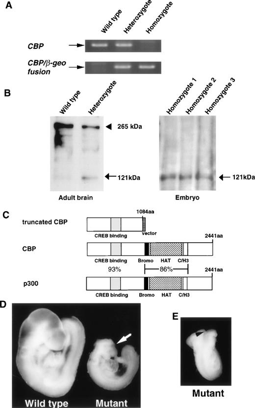 Fig. 2. Characterization of CBP homozygous mutant embryos. (A) RT-PCR analysis of RNAs isolated from yolk sacs of wild-type embryos, heterozygous embryos, and homozygous embryos. A CBP 5′-end forward primer and a 3′-end reverse primer, indicated in Fig 1A, are used to detect wild-type CBP transcripts. The same CBP 5′ forward primer and a reverse primer in the splice acceptor region are used to detect CBP/β-geo fusion transcripts. (B) Western blotting of extracts (30 μg protein) from the brains of adult mice (right) and extracts (5 μg protein) from E9.5 embryos (left) with N-terminal specific anti-CBP antibodies (CBP-A22). An arrowhead indicates the 265-kD wild-type CBP protein. An arrow indicates the truncated form of CBP at 121 kD. (C) The schematic structure of putative truncated and wild-type CBP and p300. Percentages refer to amino acid (aa) identify between proteins. (D) Phenotypes of wild-type and CBP homozygous mutant embryos at E9.5. A mutant is smaller and much paler than a wild-type littermate. The morphology of the cranial region (arrow) of mutants is distinct from that of wild-type littermates. (E) A CBP homozygous mutant displays an open neural tube (arrowhead) in the cranial region.