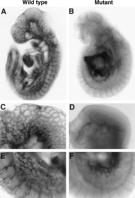 Fig. 4. Vascular network formation in CBP homozygous mutant embryos. (A and B) E9.5 whole embryos stained with anti–PECAM-1 antibody to visualize all vessel endothelial cells. Note lack of vascular network formation in CBP homozygous mutant embryos. (C and D) Higher magnification of the head region of E9.5 embryo. Note lack of large vessels and smaller vascular branches in the homozygous embryo. (E and F) Higher magnification of the P-Sp region of E9.5 embryos. Note poor vascular network formation of P-Sp region in CBP homozygous mutant embryos.