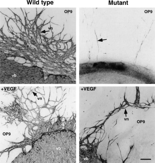 Fig. 6. Vasculo-angiogenesis in P-Sp culture. P-Sp explants derived from E9.5 CBP homozygous mutant embryos and CBP wild-type littermates were cultured on OP9 stromal cells. Note that vascular bed and vascular network formation were defective in mutant embryo explants compared with that of wild-type littermates. VEGF (100 ng/mL) was added to the culture system as noted above. Vascular bed (vb) and vascular network (vn) formation were partially rescued in CBP homozygous mutants by addition of VEGF. However, note that vascular bed and network formation of P-Sp explants from CBP homozygous mutant embryos was poorer than that of wild-type littermates. Scale bar indicates 50 μm.